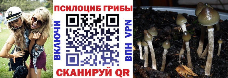 Галлюциногенные грибы Cubensis  Пионерский 